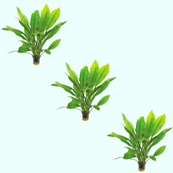 Amazon Sword Echinodorus Bleheri Title: 3 Plants Live Aquarium Plants BUY 2 GET 1 FREE