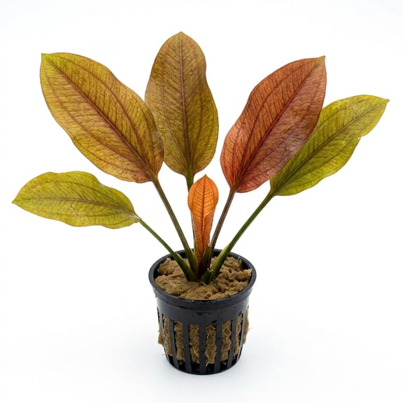 Canton Aquatics Indian Red Amazon Sword Echinodorus Live Aquarium Plant Small