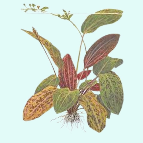 Amazon Sword Echinodorus Ozelot Red Large Live Aquarium Plants BUY2 GET1 FREE
