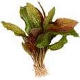 thumbnail image 1 of Amazon Sword Echinodorus Ozelot Red Medium Live Aquarium Plants BUY2 GET1 FREE, 1 of 10