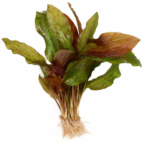 Amazon Sword Echinodorus Ozelot Red Medium Live Aquarium Plants BUY2 GET1 FREE