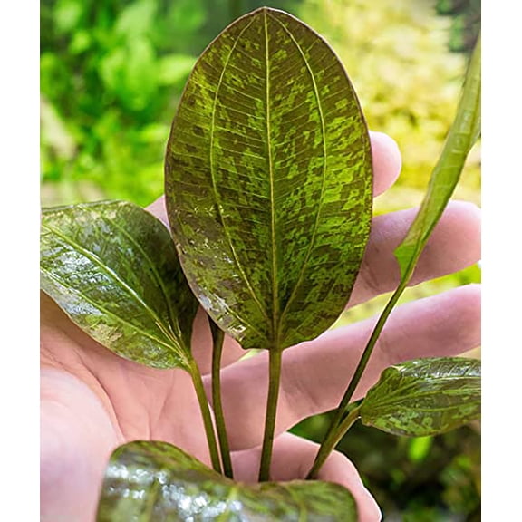 Amazon Sword Echinodorus Ozelot Red Small Live Aquarium Plants BUY2 GET1 FREE