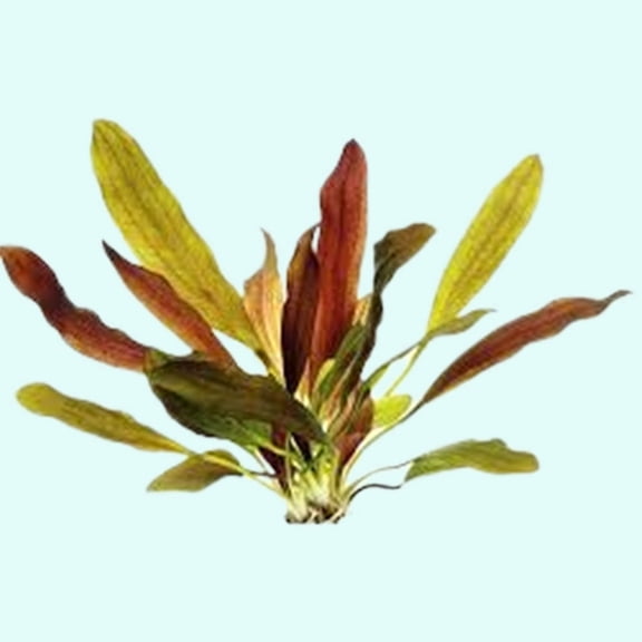 Amazon Sword Echinodorus Red Melon Size: 5-8 Inches Live Aquarium Plants BUY 2 GET 1 FREE