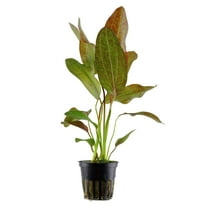Canton Aquatics Amazon Sword Echinodorus Red Rose - Vibrant Aquatic Plant for Freshwater Aquariums - Enhances Tank Aesthetics - Rooted in 2" Pot BUY2 GET1 FREE