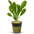 thumbnail image 1 of Amazon Rosette (Echinodorus Parviflorus) Size: Rooted In 2" Pot Live Aquarium Plants BUY 2 GET 1 FREE, 1 of 1