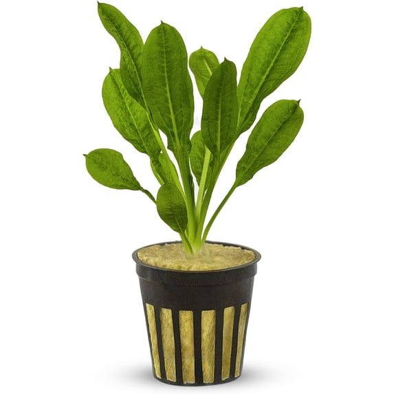 Amazon Rosette (Echinodorus Parviflorus) Size: Rooted In 2" Pot Live Aquarium Plants BUY 2 GET 1 FREE