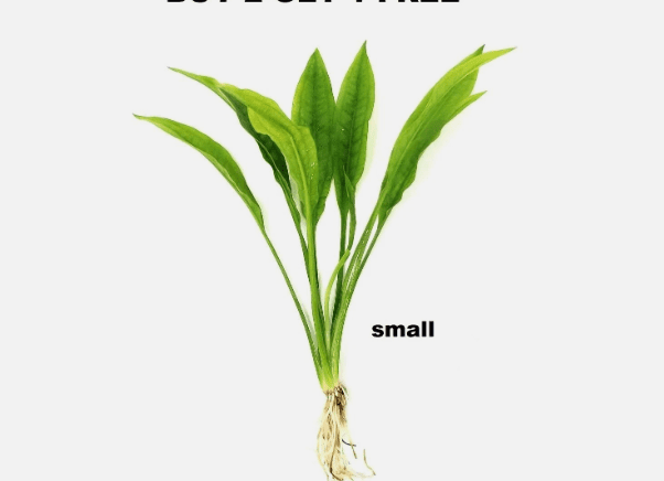 Amazon Sword Live Aquarium Plant (Echinodorus bleheri) – Easy Beginner Freshwater Plant