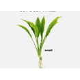 thumbnail image 1 of Amazon Sword Live Aquarium Plant (Echinodorus bleheri) – Easy Beginner Freshwater Plant, 1 of 2