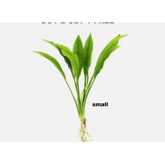 Amazon Sword Live Aquarium Plant (Echinodorus bleheri)  Easy Beginner Freshwater Plant