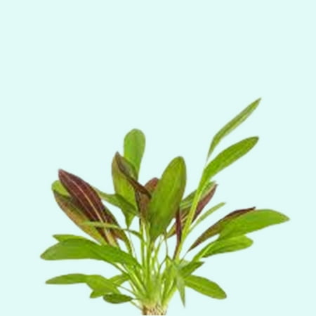 Amazon Sword (Red Flame) Large Live Aquarium Plants BUY2 GET1 FREE