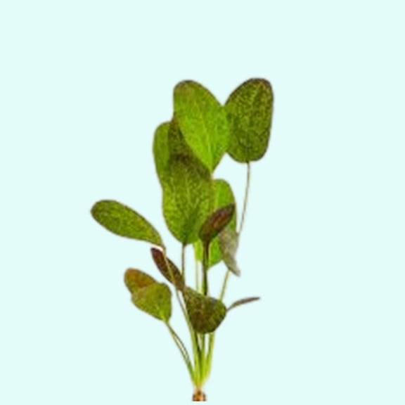 Amazon Sword Echinodorus Red Flame Size: Medium Live Aquarium Plants BUY 2 GET 1 FREE