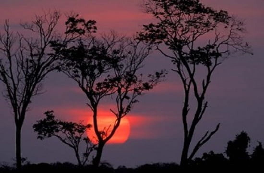 Amazonia Sunset Canvas Art - Art Wolfe DanitaDelimont (36 x 24)