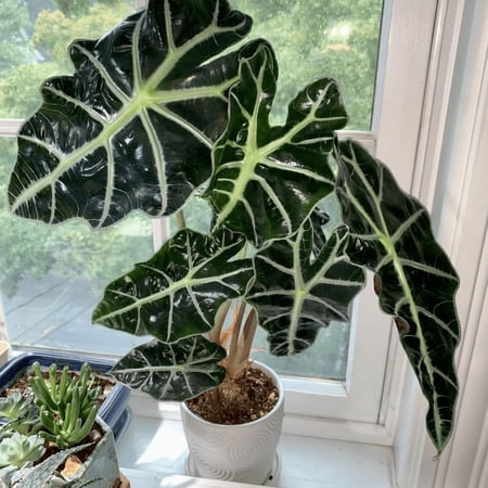 Amazonica Alocasia Live Starter Plant for Planting, Alocasia House Plant Indoors Live, Tropical Foliage Plant for Houseplant, 2 Feet Tall, No Ship Pot