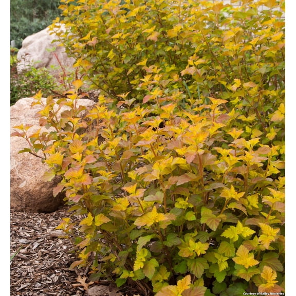 Amber Jubilee Ninebark - 3 Gallon Shrub