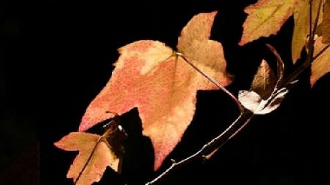 Amber Leaves I Canvas Art - Rita Crane (24 x 36)