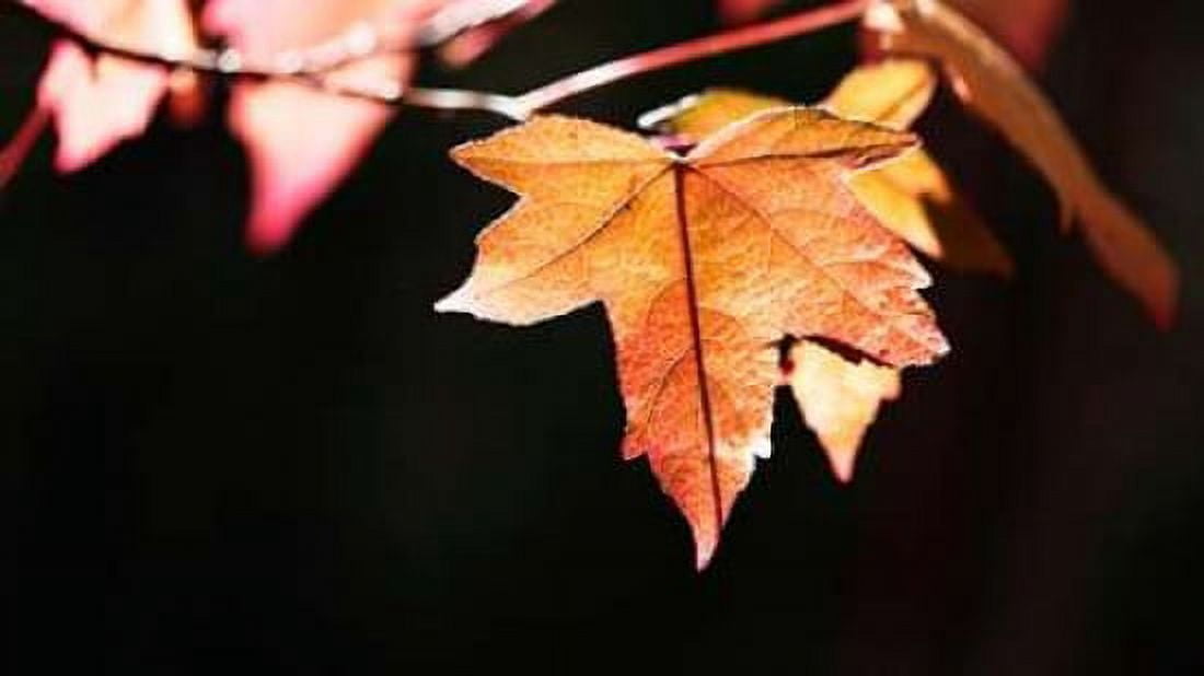 Amber Leaves II Canvas Art - Rita Crane (12 x 18)
