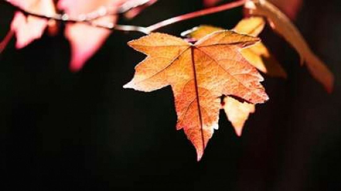 Amber Leaves II Canvas Art - Rita Crane (24 x 36)