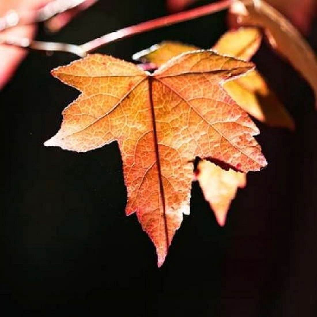 Amber Leaves III Canvas Art - Rita Crane (24 x 24)