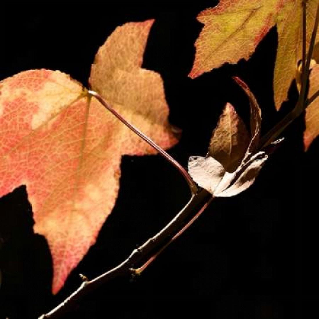 Amber Leaves IV Canvas Art - Rita Crane (24 x 24)