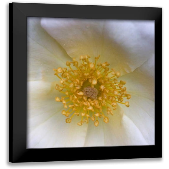 Amber Light Gallery 20x20 Black Modern Framed Museum Art Print Titled - Cosmos Center