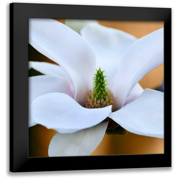 Amber Light Gallery 20x20 Black Modern Framed Museum Art Print Titled - Open Magnolia