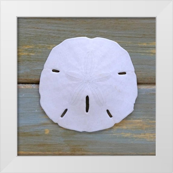 Amber Light Gallery 26x26 White Modern Wood Framed Museum Art Print Titled - White Sand Dollar