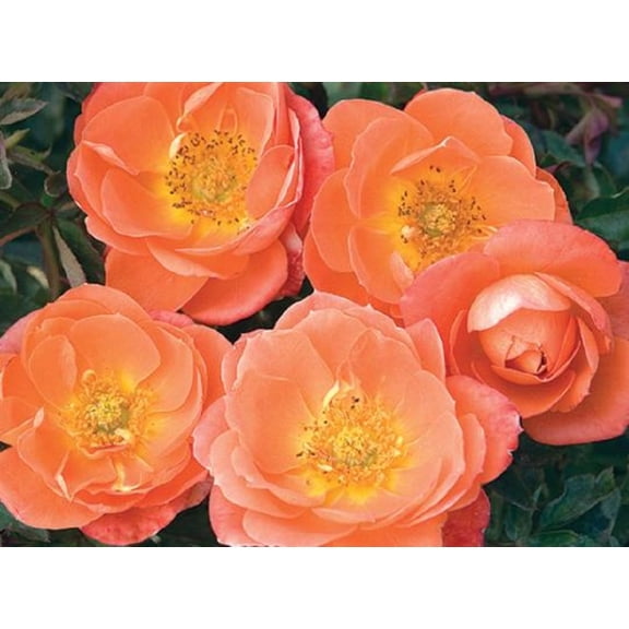 Amber Sunblaze Miniature Rose Bush - Fragrant/Hardy - 2.5" Pot