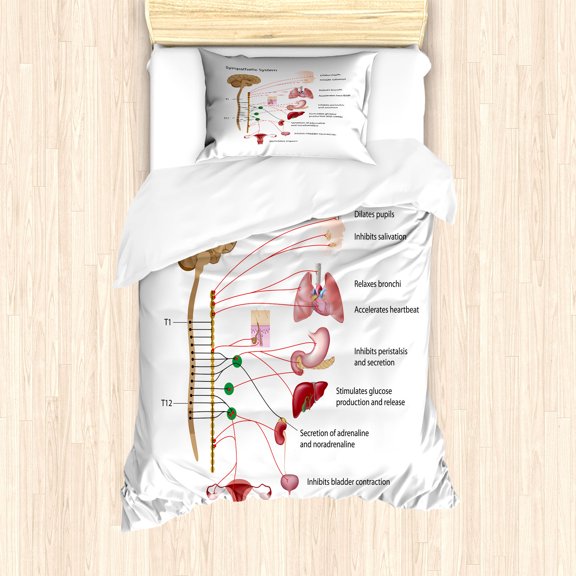 Ambesonne Anatomy Duvet Cover Sets, Sympathetic System Function, 2-Twin, White and Multicolor