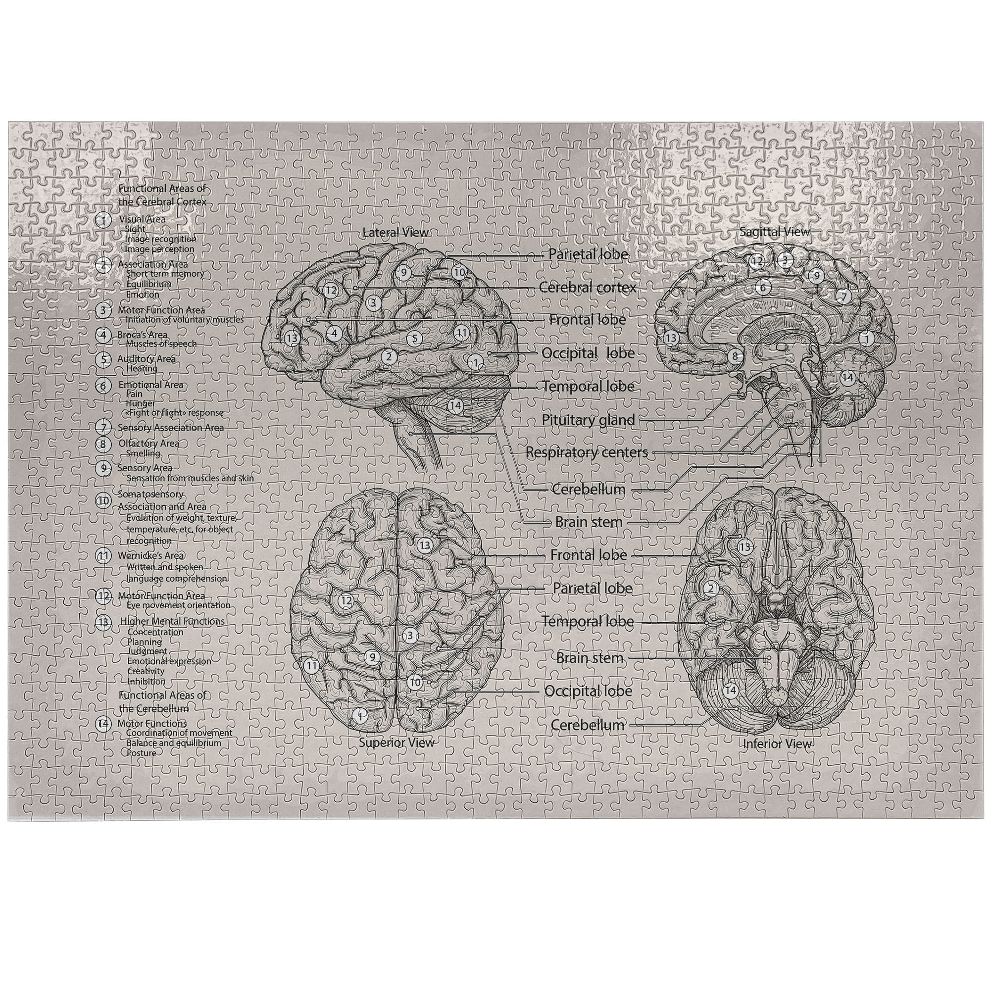 Ambesonne Anatomy Jigsaw Puzzle Durable Cardboard, Diagram of Human ...