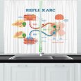 thumbnail image 1 of Ambesonne Anatomy Kitchen Curtains, Biology Science Reflex Arc, 55"x45", Sea Blue Pale Peach, 1 of 1