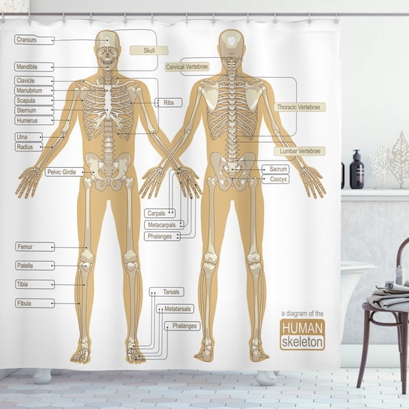 Ambesonne Anatomy Shower Curtain, Human Skeleton System, 69"Wx70"L, White Tan