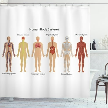 Ambesonne Anatomy Shower Curtain, Skeleton System, 69"Wx84"L, Multicolor