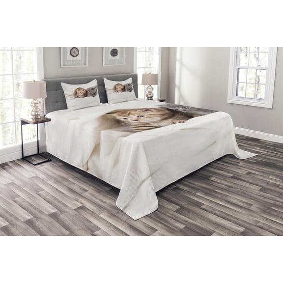 Ambesonne Animal Quilted Bedspread Set 3 Pcs, Scottish Fold Kittens, Queen Size, White and Grey