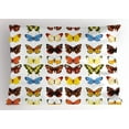 thumbnail image 1 of Ambesonne Animals Pillow Sham, Butterflies Many Shapes, 26" X 20", Multicolor, 1 of 2