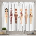 thumbnail image 1 of Ambesonne Biology Kitchen Curtains, Female Body Anatomy Chart, 55"x39", Multicolor, 1 of 3