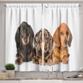 thumbnail image 1 of Ambesonne Dachshund Kitchen Curtains, Different Color Dogs Lays, 55"x39", Dark Taupe Grey Taupe, 1 of 3