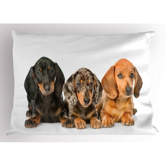 Ambesonne Dachshund Pillow Sham, Different Color Dogs Lays, 26" X 20", Dark Taupe Grey Taupe