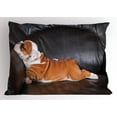 thumbnail image 1 of Ambesonne English Bulldog Pillow Sham, Resting Puppy, 36" X 20", Seal Brown White Brown, 1 of 2