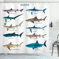 thumbnail image 1 of Ambesonne Fish Shower Curtain, Cartoon Shark Types Wild, 69"Wx70"L, Multicolor, 1 of 5