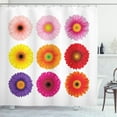 thumbnail image 1 of Ambesonne Gerber Daisy Shower Curtain, Botany Garden Plants, 69"Wx84"L, Multicolor, 1 of 3