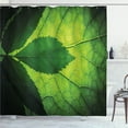 thumbnail image 1 of Ambesonne Green Shower Curtain, Brazilian Tree Leaf Eco, 69"Wx84"L, Olive and Dark Green, 1 of 5