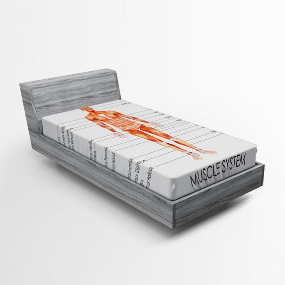 Ambesonne Human Anatomy Fitted Sheet, Biology Muscle System, Twin XL Size, Coral