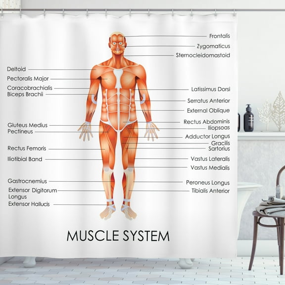 Ambesonne Human Anatomy Shower Curtain, Biology Muscle System, 69"Wx70"L, Coral
