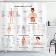 thumbnail image 1 of Ambesonne Human Anatomy Shower Curtain, Organs Body Structure, 69"Wx84"L, White and Multicolor, 1 of 3