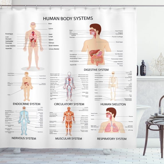 Ambesonne Human Anatomy Shower Curtain, Organs Body Structure, 69"Wx84"L, White and Multicolor