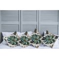 thumbnail image 1 of Ambesonne Monstera Throw Pillow Cover Pack of 4, Abstract Mid Century Art, 4 Pcs-36" x 16", Fern Green Teal and Pale Grey, 1 of 5