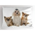 thumbnail image 1 of Ambesonne Puppy Pillow Sham, Chihuahua and Maltese Dogs, 26" X 20", Pale Brown White, 1 of 2