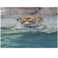 thumbnail image 1 of Ambesonne Savannah Jigsaw Puzzle Durable Cardboard, Bengal Tiger in the Wild, 1000 pcs, Mustard Cream Teal, 1 of 5
