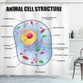 thumbnail image 1 of Ambesonne Science Shower Curtain, Animal Cell Study, 69"Wx75"L, Multicolor, 1 of 3
