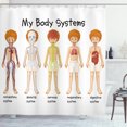 thumbnail image 1 of Ambesonne Science Shower Curtain, Human Nerve System, 69"Wx75"L, Multicolor, 1 of 3
